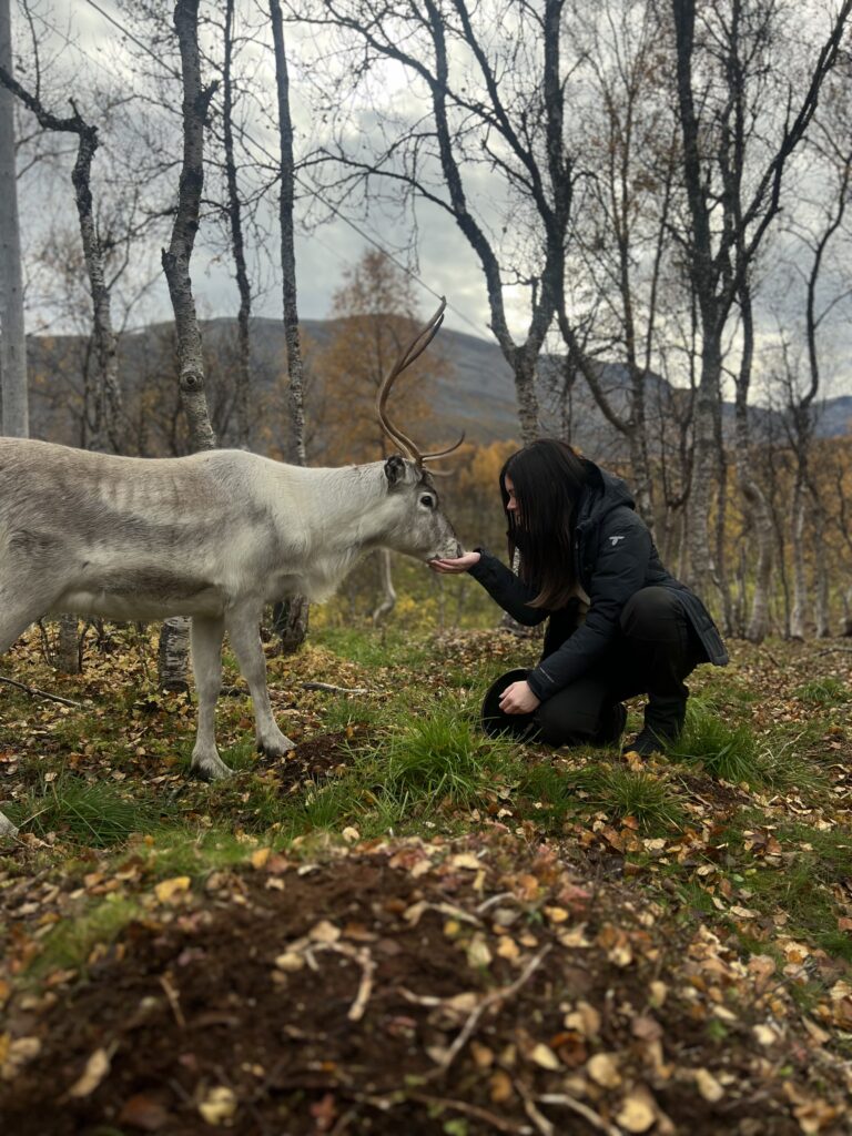 Autumn offer: Reindeer Feeding and Sami Culture – 13:00 departure