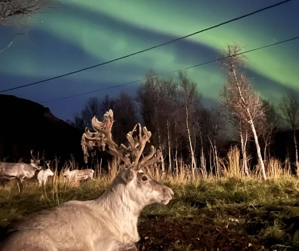 Autumn offer: Reindeer Feeding and Sami Culture with a Chance of Northern lights