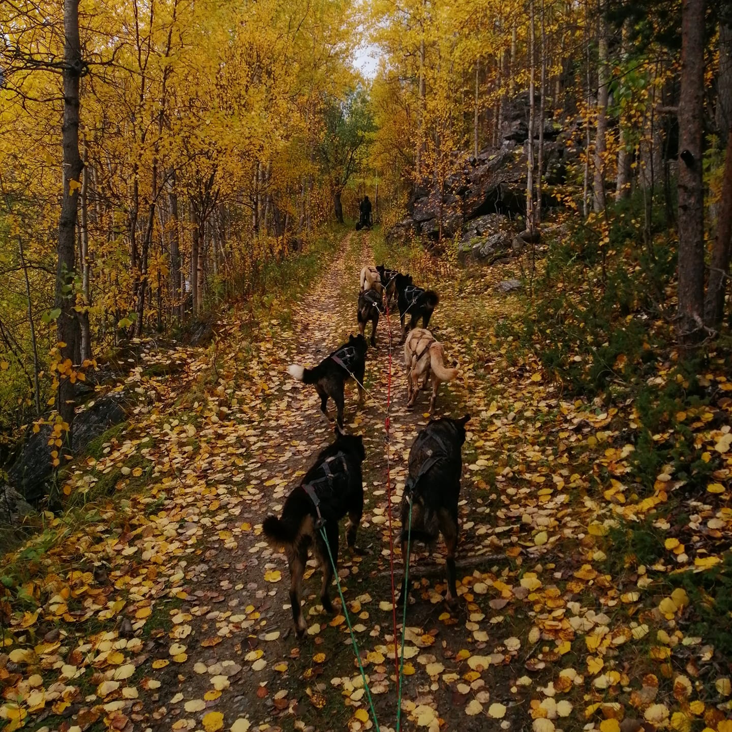 Autumn dog sledding with carts in Tromsø: everything you need to know