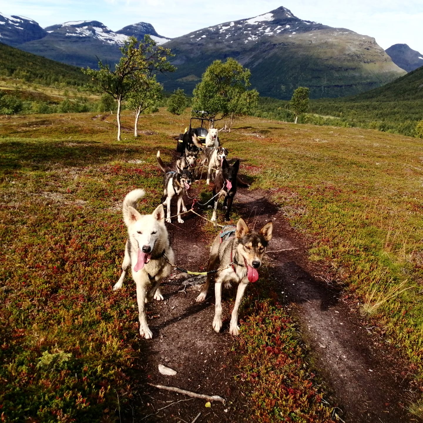 Dog Sledding with Carts vs snow sledding: What’s the difference?