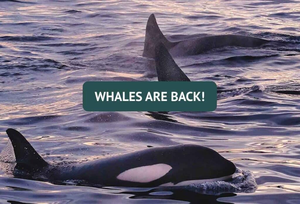 Whale watching – Orcas and Humpback whales