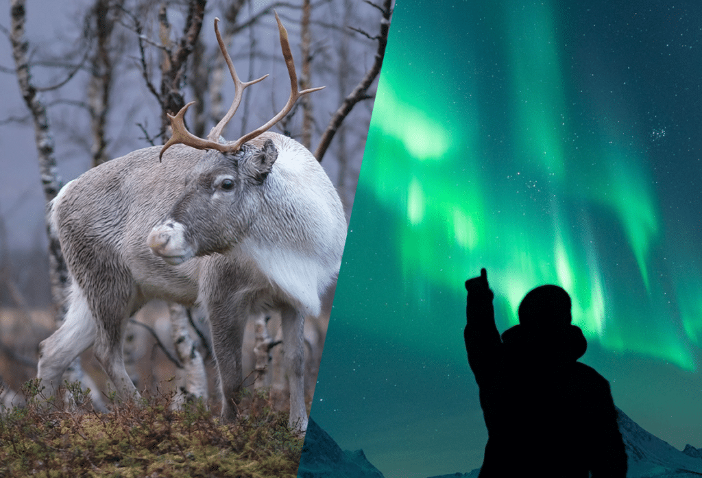 Autumn Reindeer & Northern Lights Combo