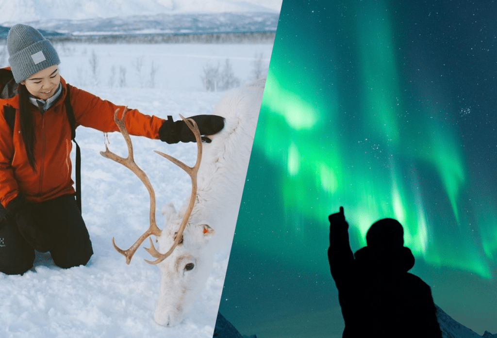 Winter Reindeer + Northern Light Combo