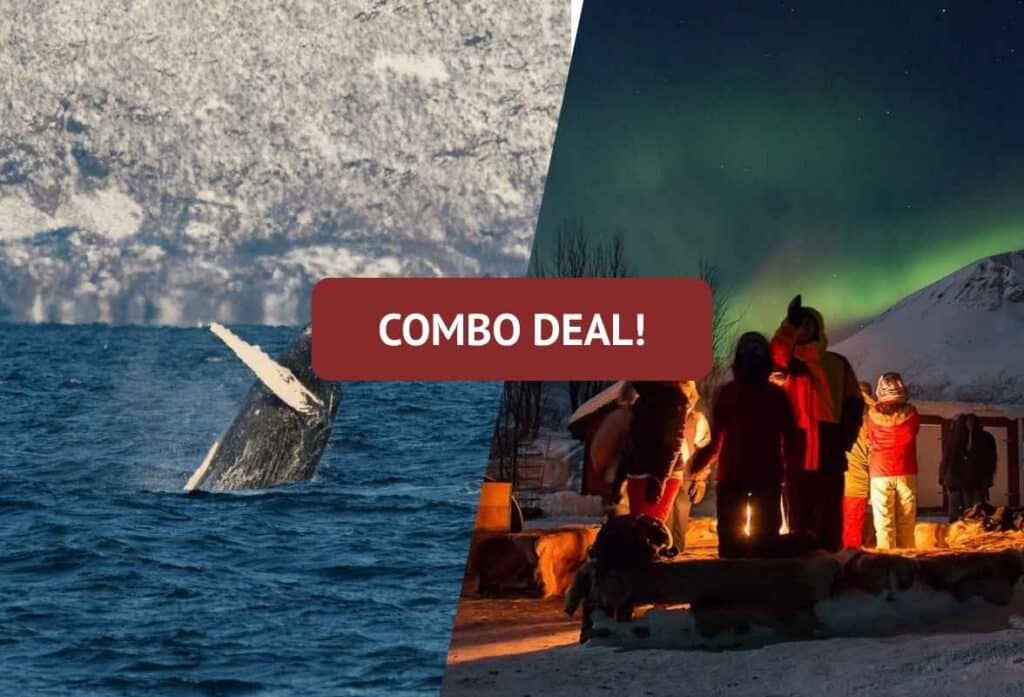 Whale Watching & Northern Lights Combo