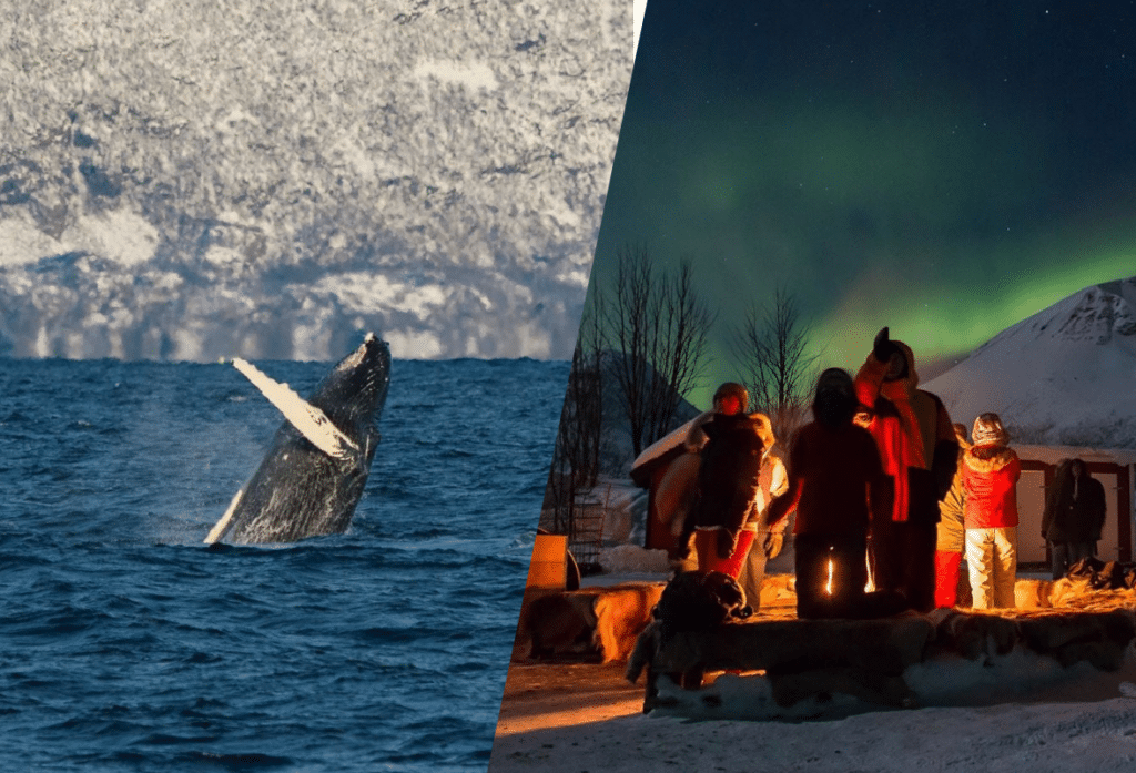 Whale Watching & Northern Lights Combo