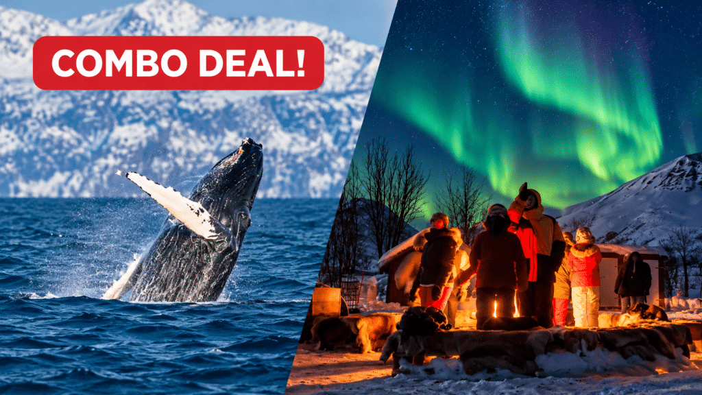 Whale Watching & Northern Lights Combo