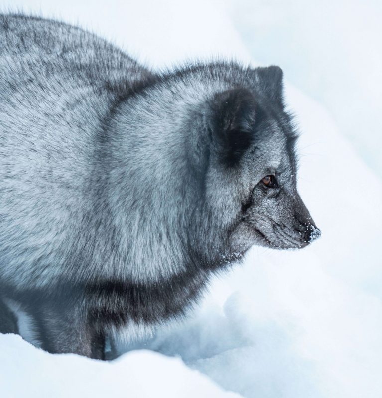 Polar fox in the snow